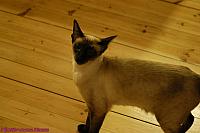 2003.03.26 Elvis Cat