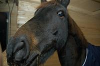 2004.12.07 Horses
